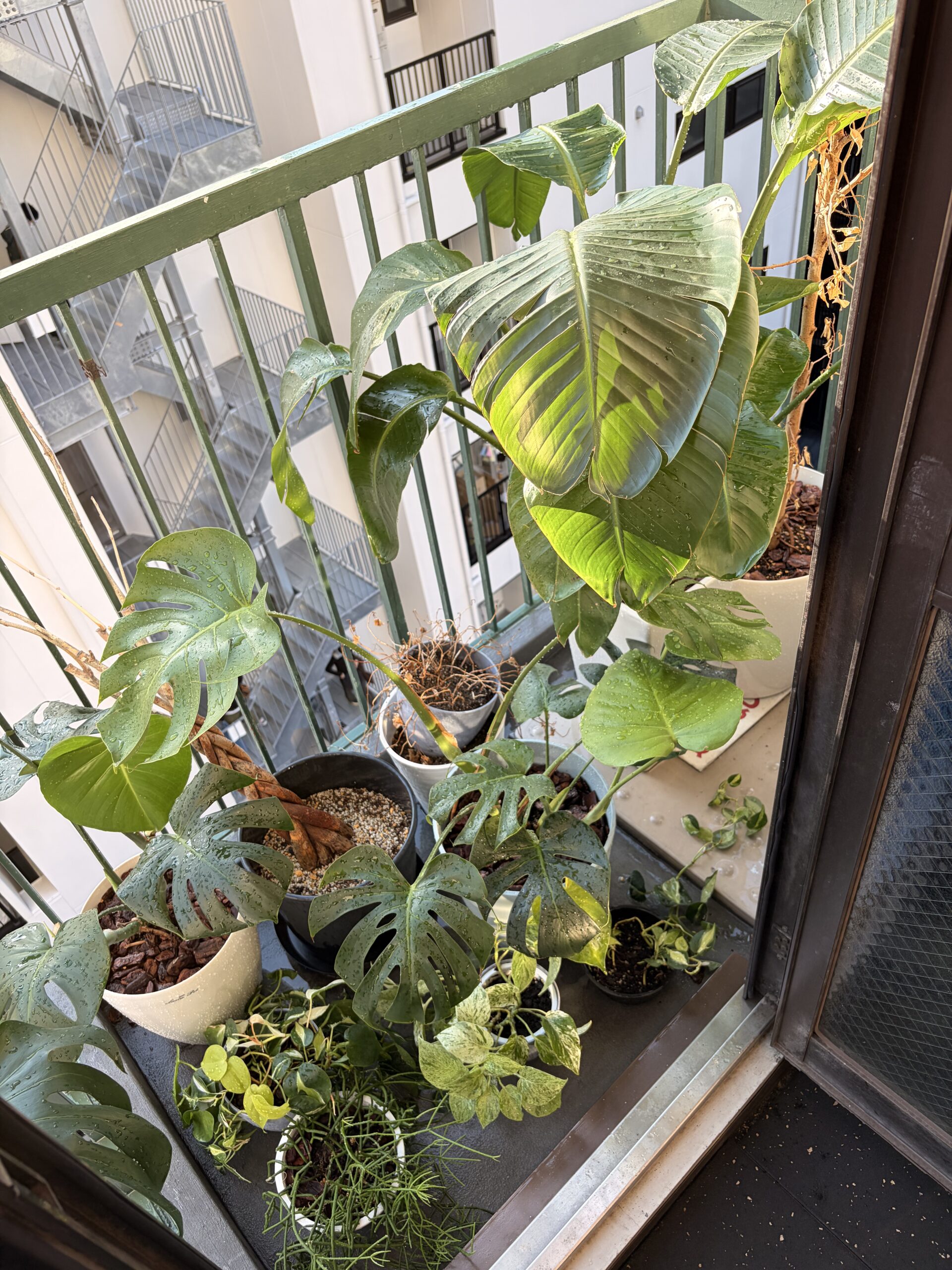 春になりました！お店にも春風が入り心地が良いです！